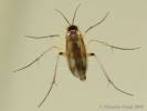 Leia bimaculata