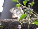 Appias libythea