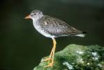 Tringa totanus - Common Redshank