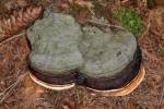 Fomitopsis pinicola