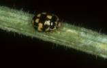 Propylea quatuordecimpunctata var. pedemontana