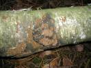 Phellinus contiguus