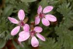 Erodium cicutarium - pumpava obecná