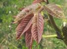 Juglans regia - ořešák královský