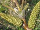 Juglans regia - ořešák královský