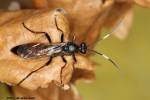 Stenichneumon culpator