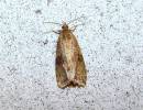 Celypha striana - obaleč pampeliškový