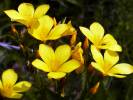 Linum flavum - len žlutý