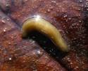 Dugesia gonocephala - ploštěnka potoční