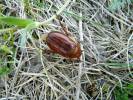 Holochelus aequinoctialis - chroustek jarní
