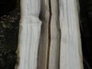 Juglans regia - ořešák královský