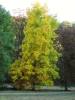 Carya ovata - ořechovec vejčitý