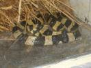 Bungarus fasciatus - bungar kroužkovaný