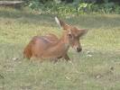Rucervus eldii eldii - Manipur Brow-antlered Deer