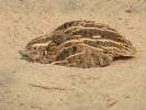 Coturnix coromandelica - křepelka černoprsá