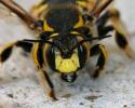 Anthidium florentinum