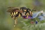 Anthidium florentinum