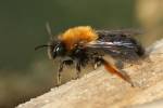 Andrena clarkella