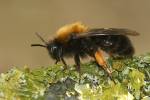 Andrena clarkella