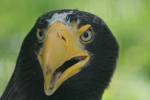 Haliaeetus pelagicus - orel východní
