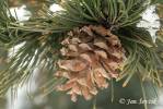 Pinus heldreichii - borovice Heldreichova