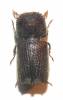 Sinoxylon crassum