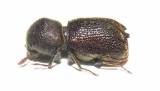 Sinoxylon crassum