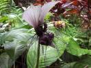 Tacca integrifolia - taka celolistá