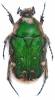 Gametis jucunda