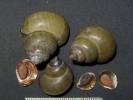 Bellamya dissimilis