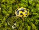 Propylea quatuordecimpunctata var. weisei