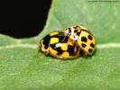 Propylea quatuordecimpunctata - slunéčko čtrnáctitečné