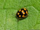 Propylea quatuordecimpunctata var. perlata
