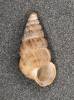 Cochlostoma septemspirale