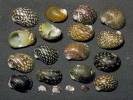 Theodoxus fluviatilis - River Nerite