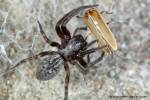 Badumna longinqua