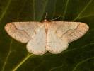 Agriopis marginaria - tmavoskvrnáč tečkovaný