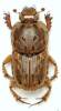 Euoniticellus pallens