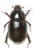 Hybosorus roei