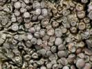 Collema polycarpon - Jelly Lichen