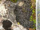 Collema polycarpon - Jelly Lichen