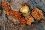 Ixodes ricinus - klíště obecné