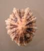Patella depressa