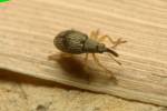 Kalcapion semivittatum