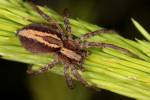 Alopecosa cuneata