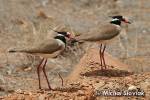 Vanellus tectus - Black-headed Lapwing