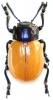 Humba cyanicollis