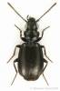 Syntomus truncatellus