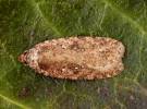 Agonopterix ciliella - plochuška olešníková