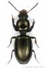 Dyschirius aeneus